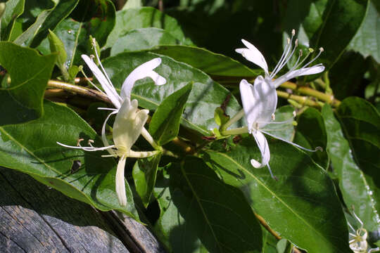 Image of honeysuckle