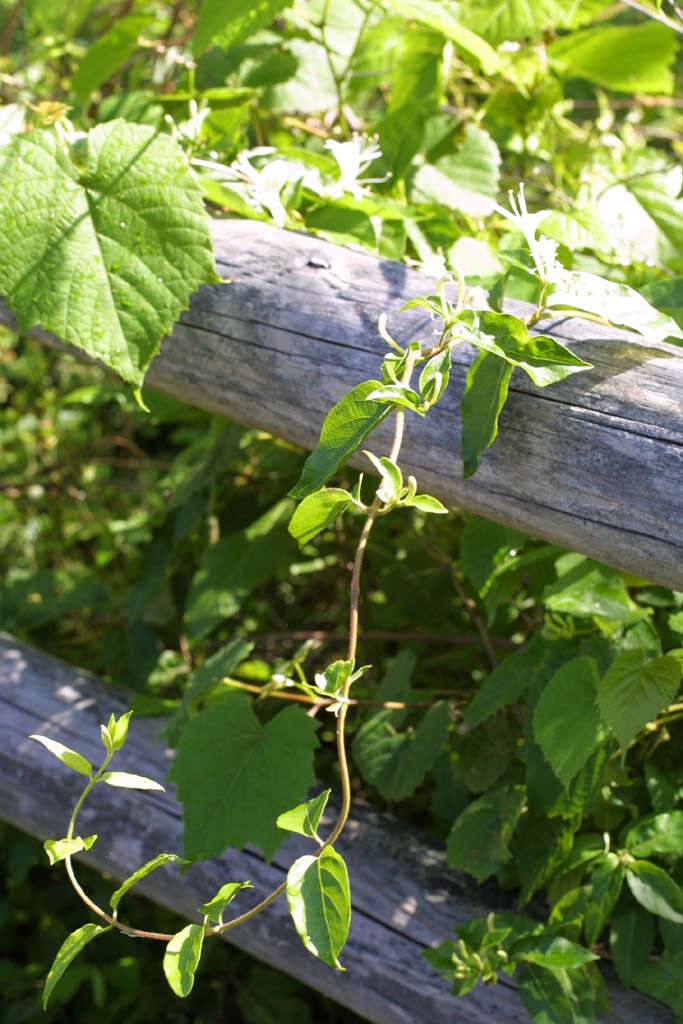 Image of honeysuckle