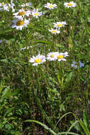 Image of daisy