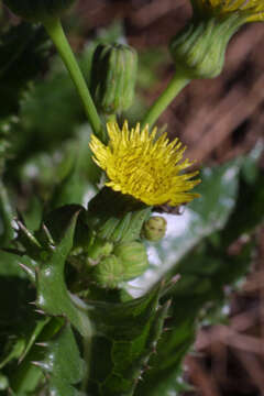 Слика од Sonchus