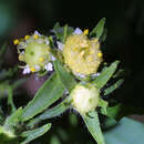 Image of whiteflower leafcup