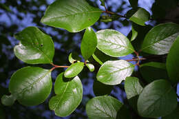 Imagem de Viburnum rufidulum Rafin.