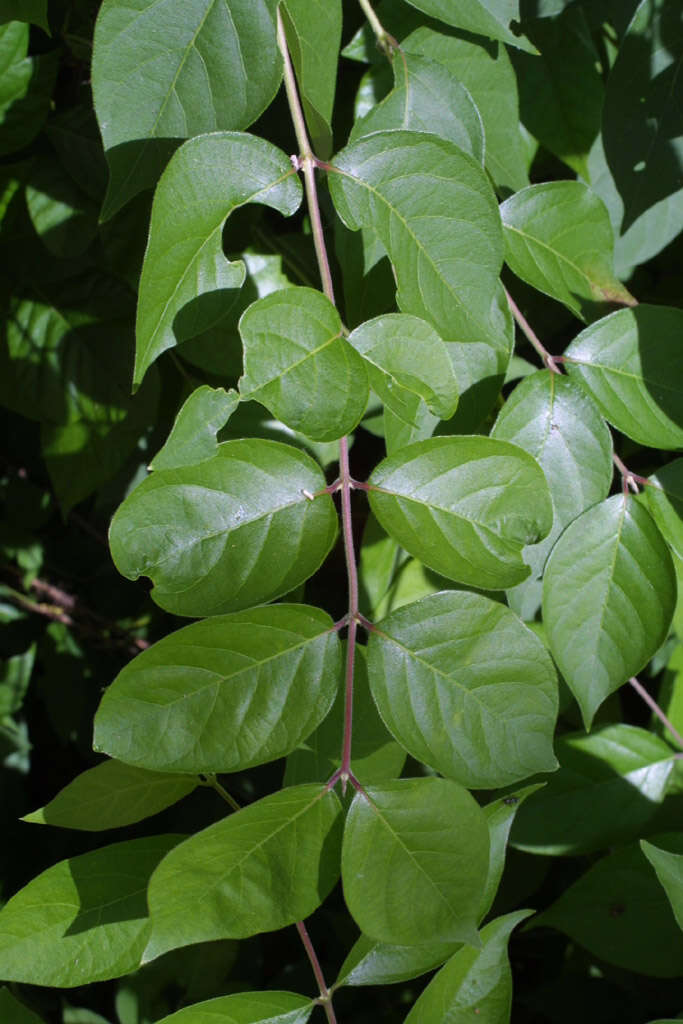 Image of Amur honeysuckle