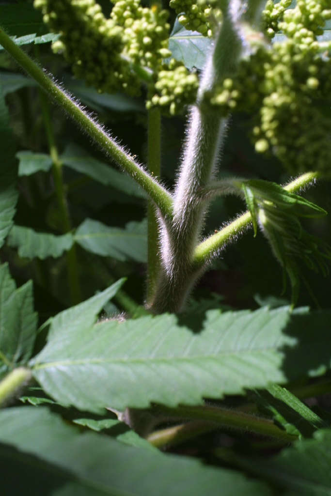 Image of sumac