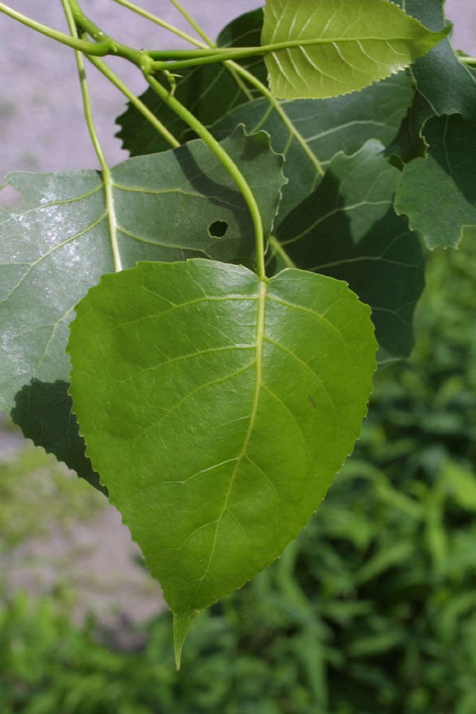 Image of Poplar