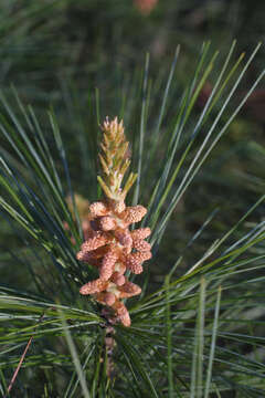 Image of Pine