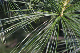 Image of Pine