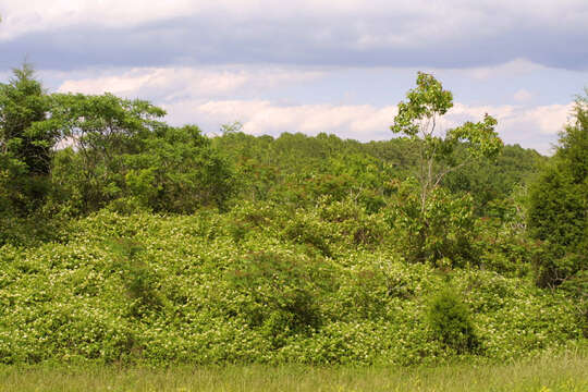 Image of honeysuckle