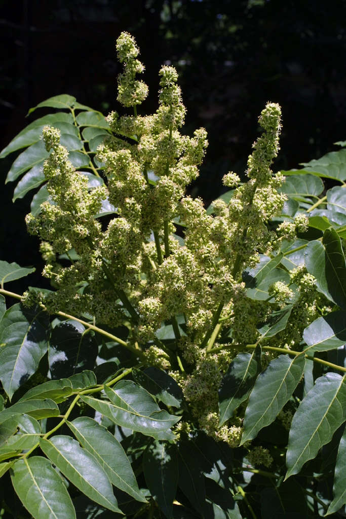 Image of ailanthus