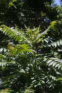 Image of ailanthus