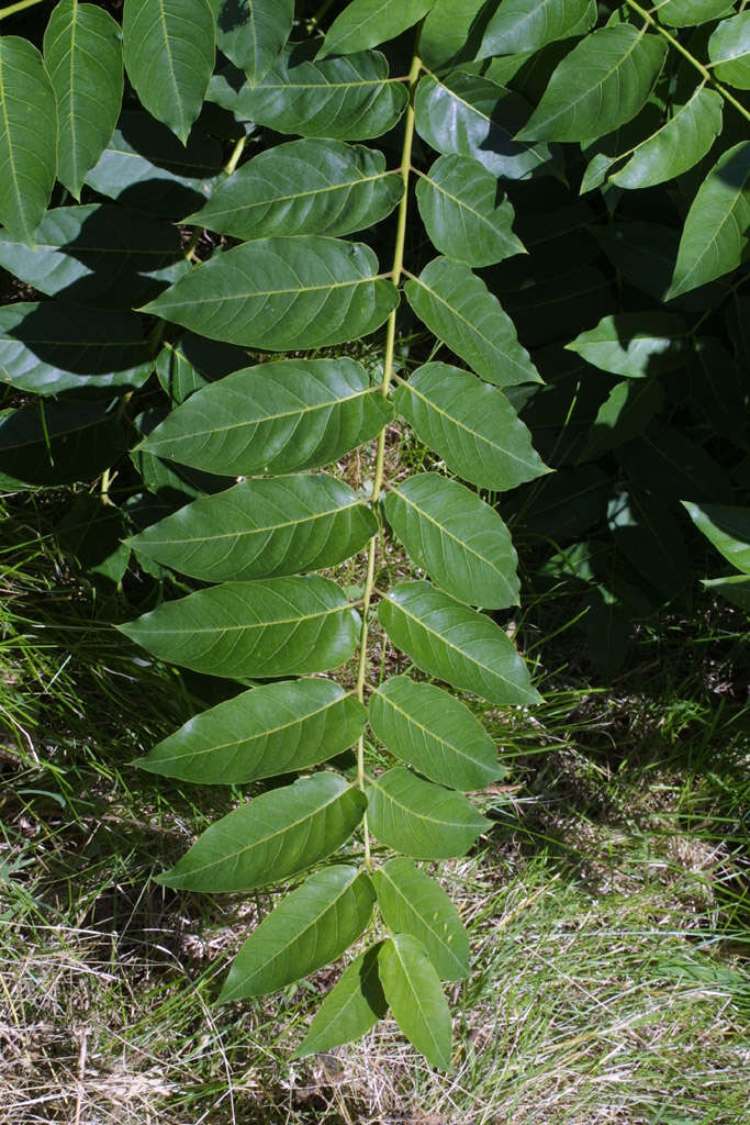 Image of ailanthus