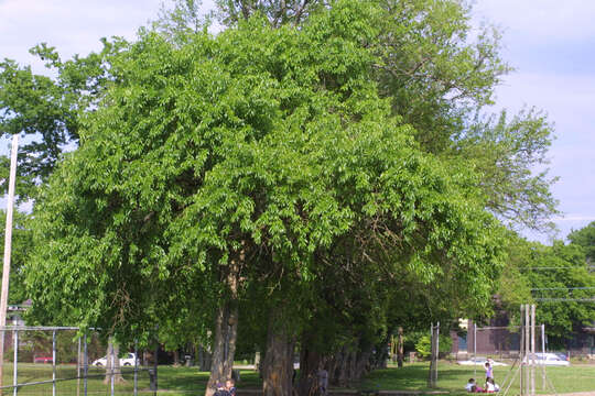 Image of Osage-orange