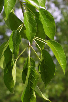 Image of Osage-orange