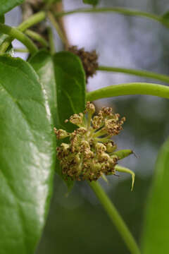 Image of Osage-orange