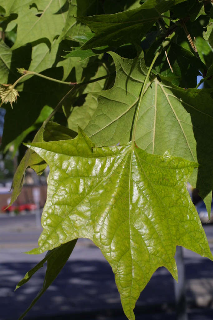 Image of plane tree family