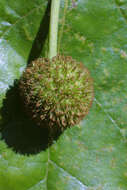 Image of plane tree family