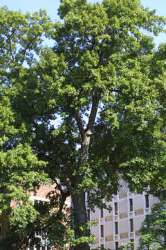 Image of Laurel Oak