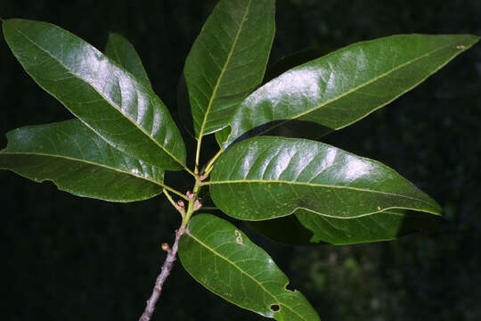 Image of Laurel Oak