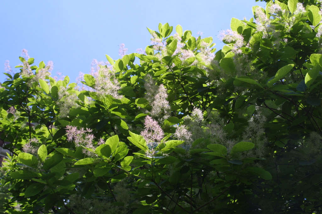 Image of smoketree