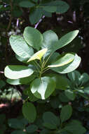 Image of smoketree