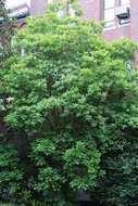 Image of smoketree