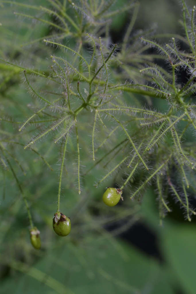 Imagem de Cotinus