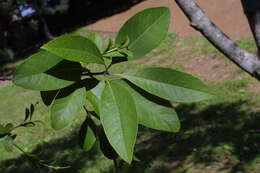 Image of fringetree