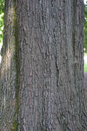 Image of Willow Oak