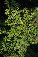 Image of winged elm