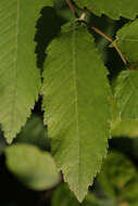 Image of winged elm