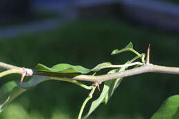 Image of Osage-orange