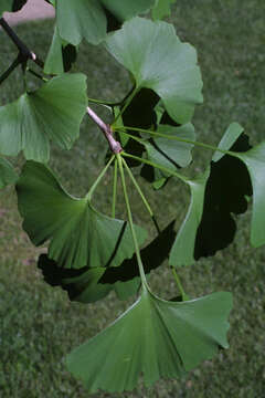 Image of Ginkgoopsida