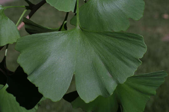 Image of Ginkgoopsida