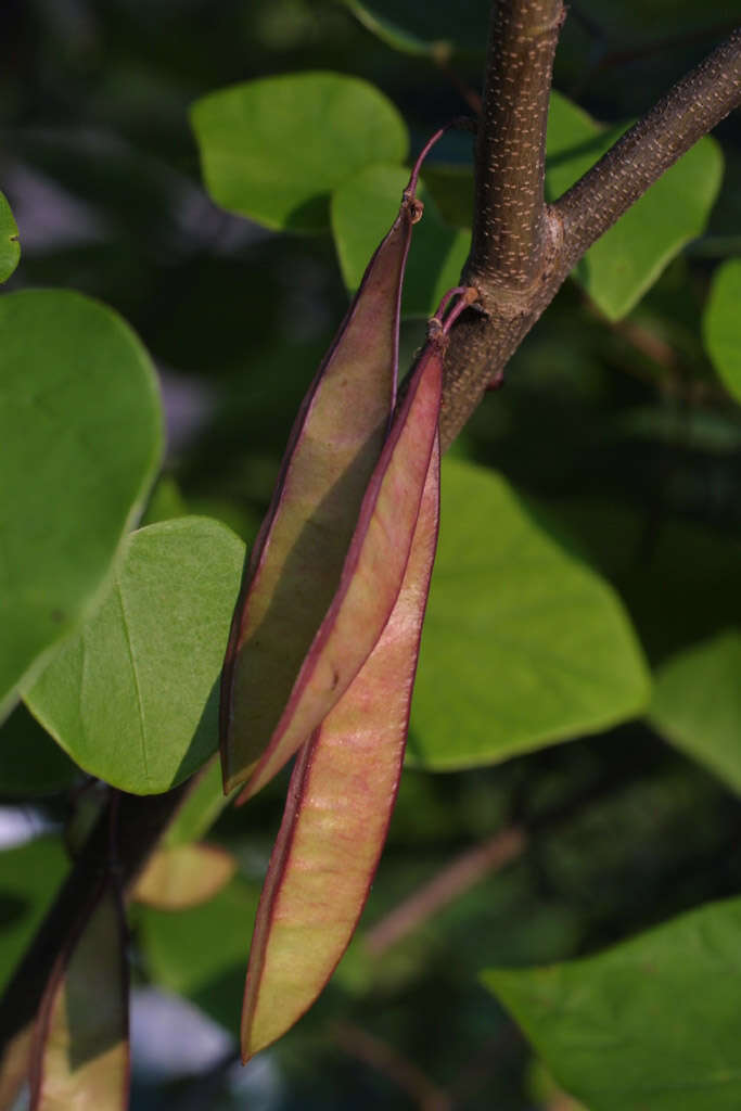 Cercis resmi