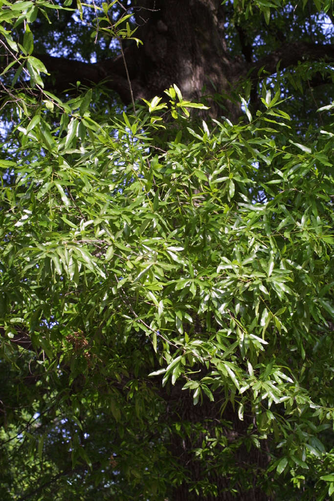 Image of Willow Oak