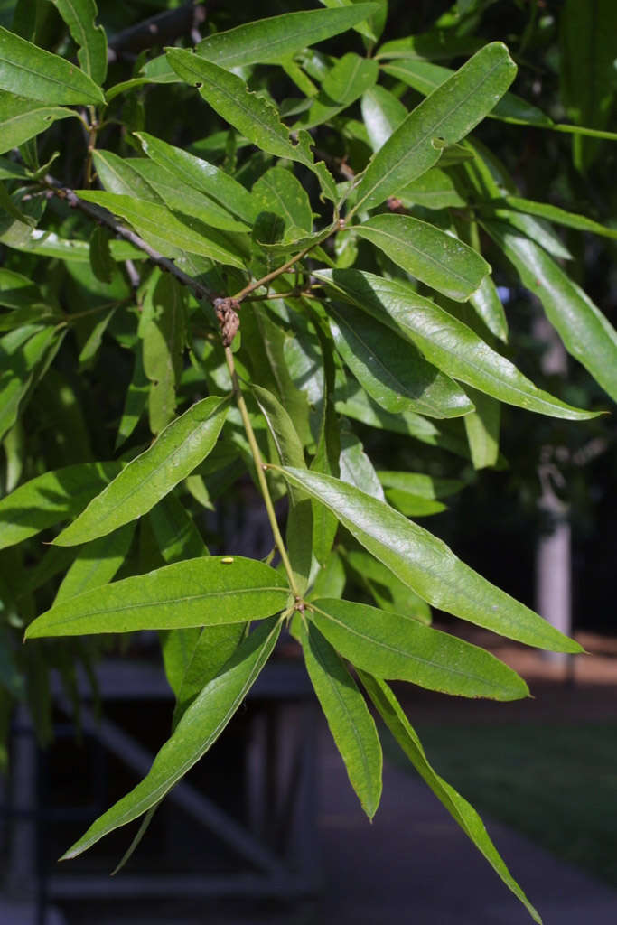 Слика од Quercus phellos L.