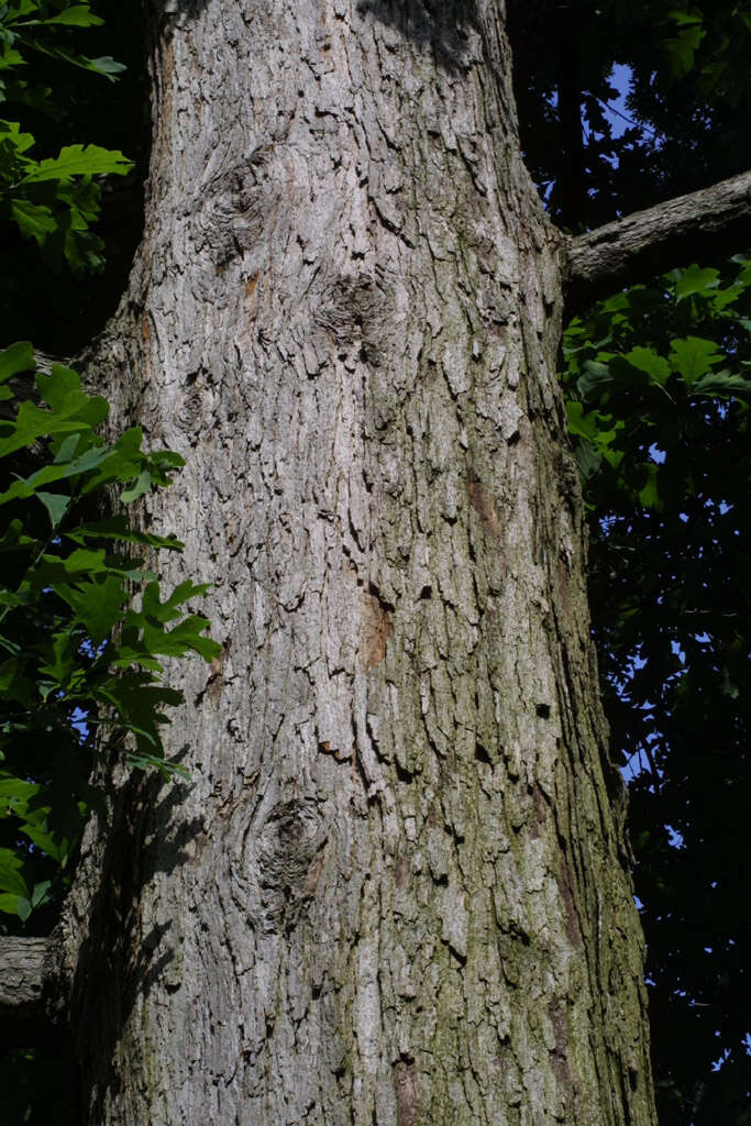 Imagem de Quercus alba L.