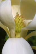 Image of magnolia