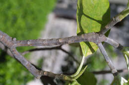 Sivun Magnoliat kuva