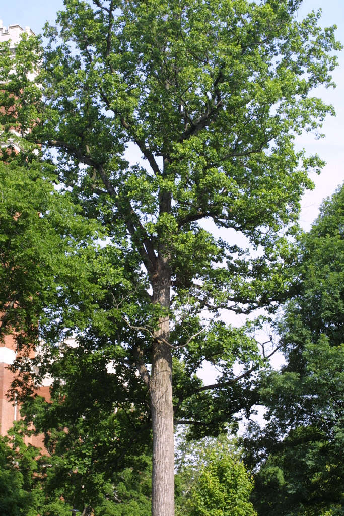 Image of Tulip Trees