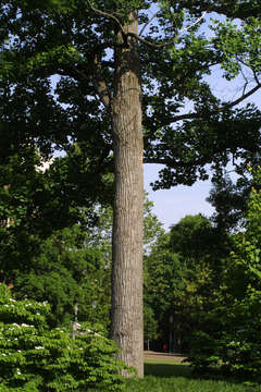 Image of Tulip Trees