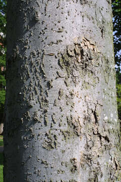 Image of hackberry