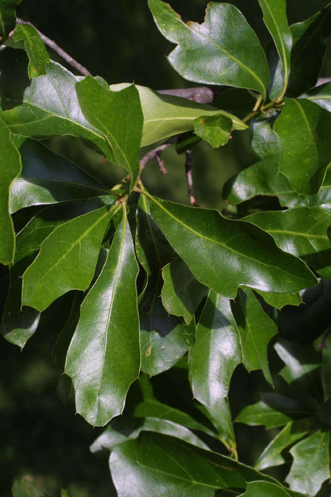 Image of Water Oak