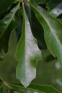 Image of Water Oak