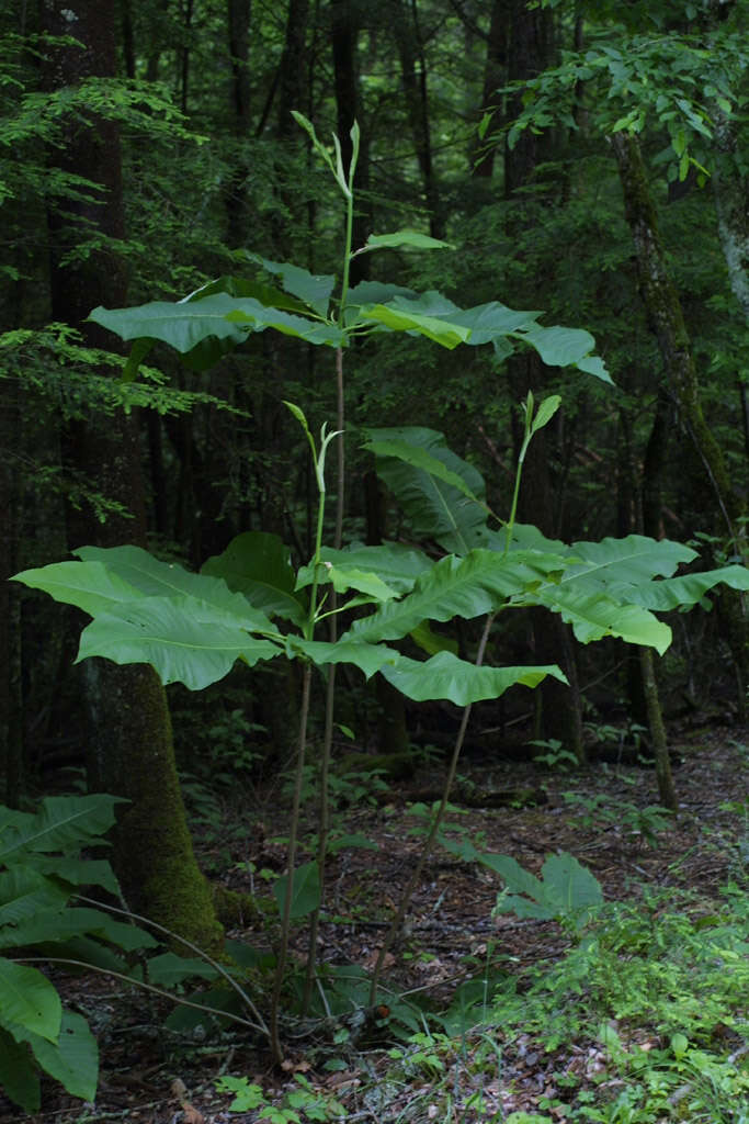 Image of Umbrella Magnolia