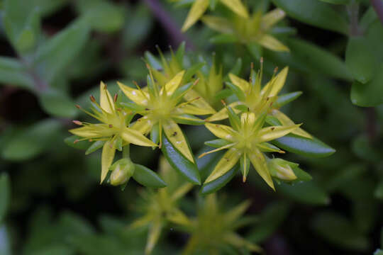 Image of stonecrop