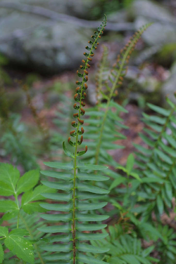 Plancia ëd Polystichum