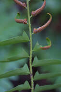 Plancia ëd Polystichum