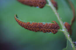 Plancia ëd Polystichum