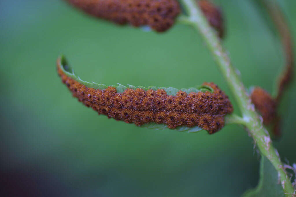 Image of hollyfern